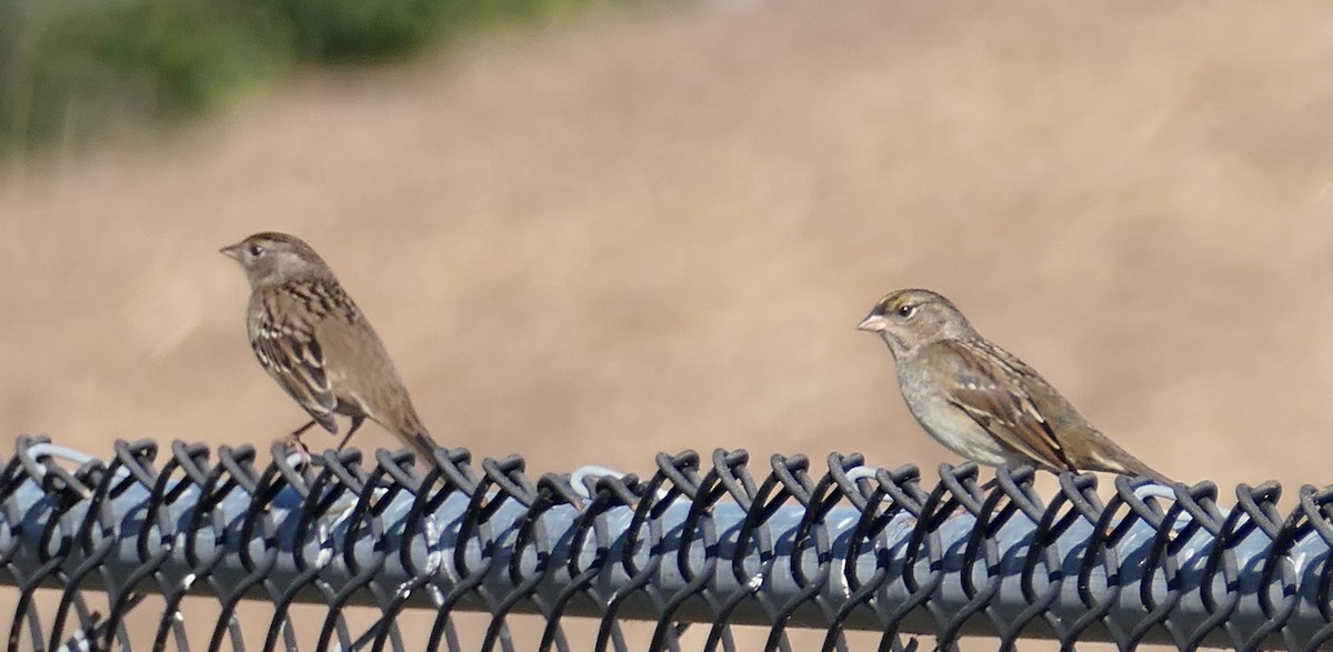 Golden-crowned Sparrow - ML642936750