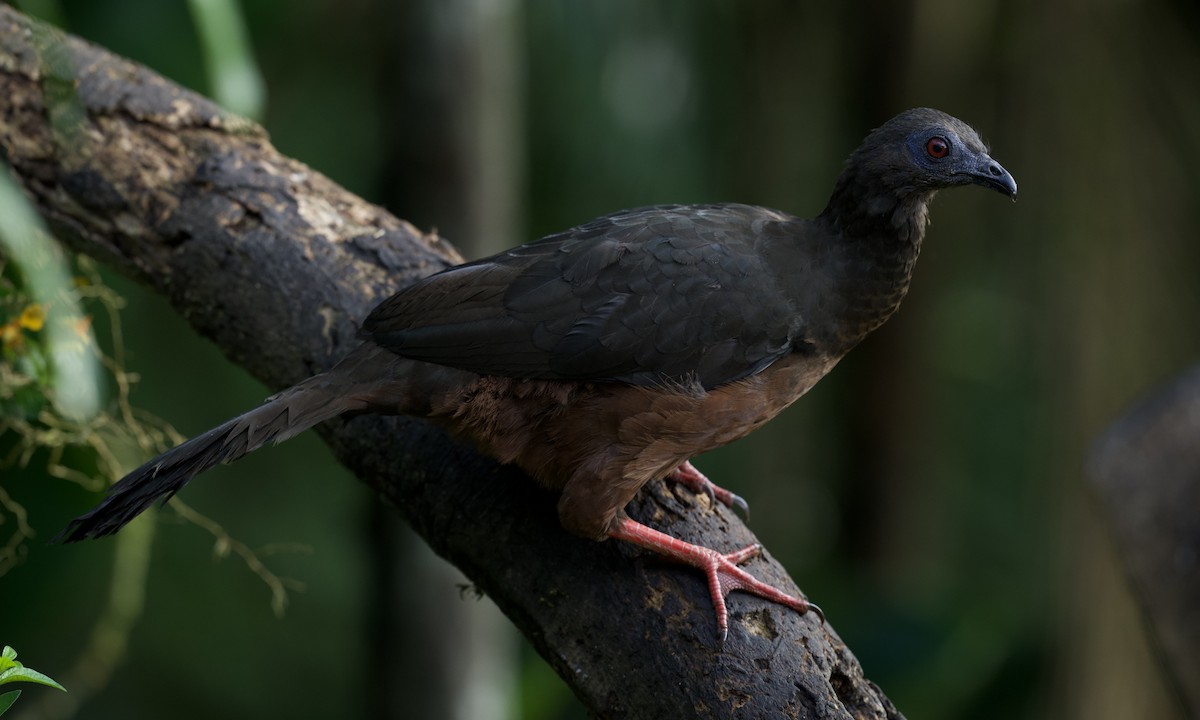 Sickle-winged Guan - ML642936757