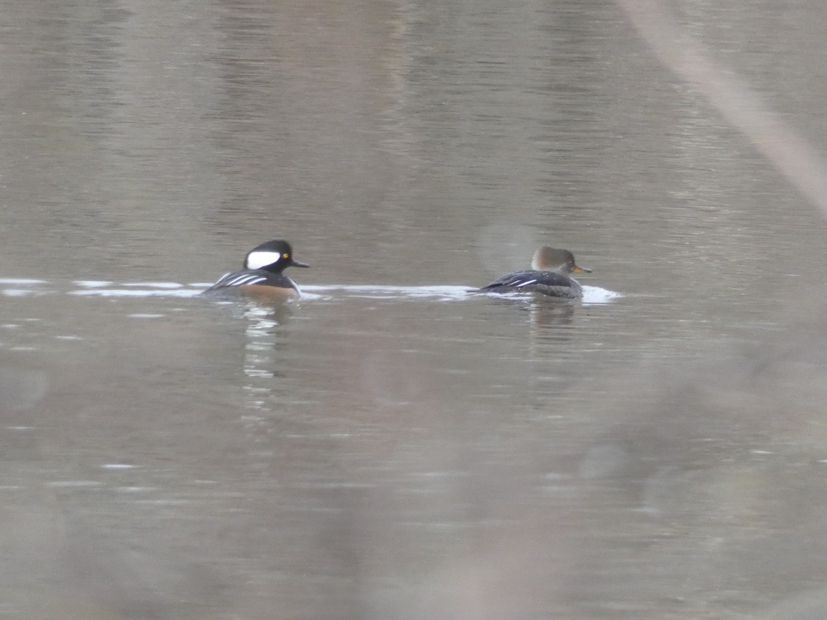 Hooded Merganser - ML642936759