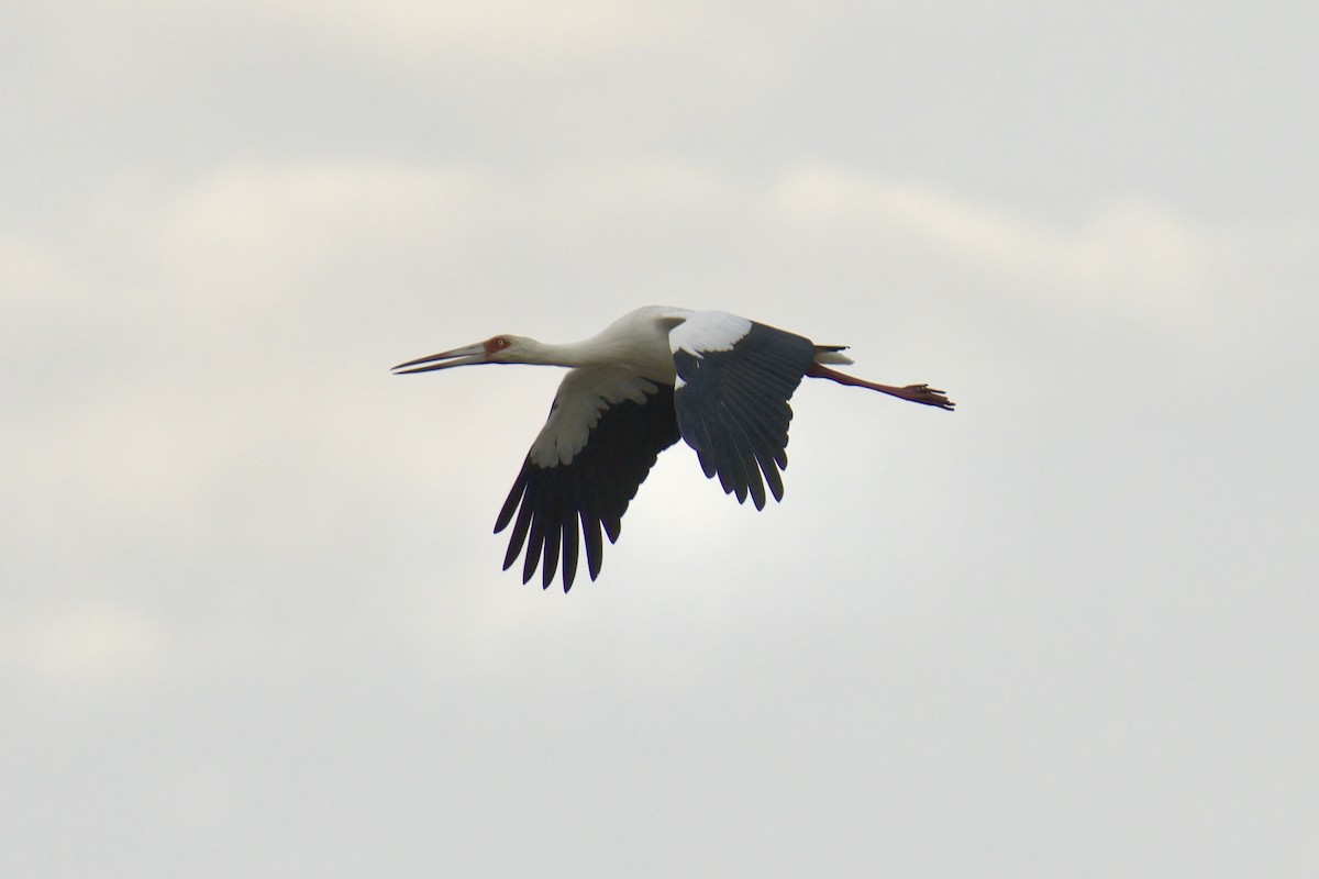 Maguari Stork - ML642936774