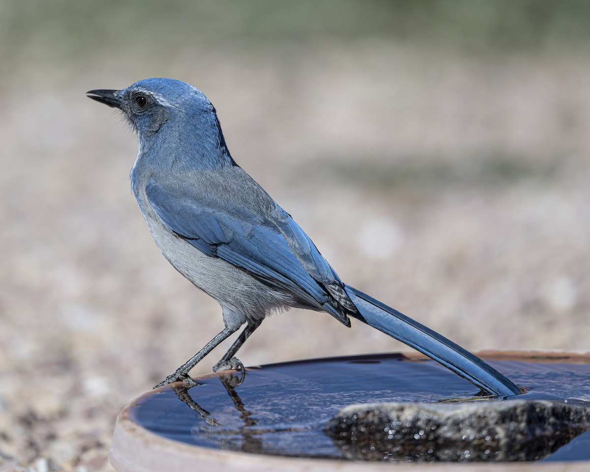 Woodhouse's Scrub-Jay - ML642936779