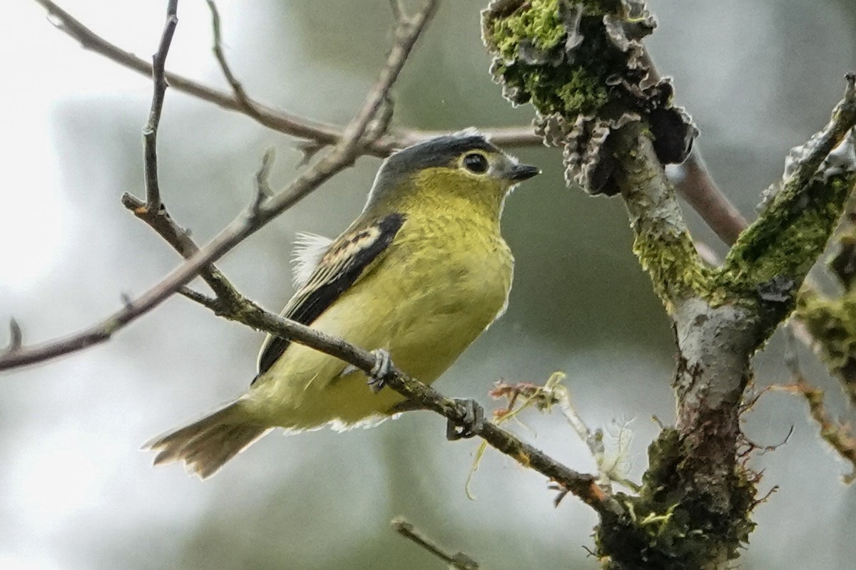 Barred Becard - ML642936783