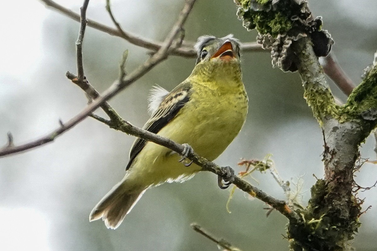 Barred Becard - ML642936784