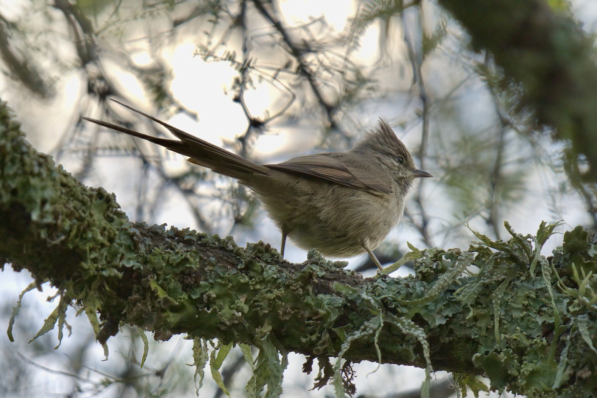 Tufted Tit-Spinetail - ML642936788