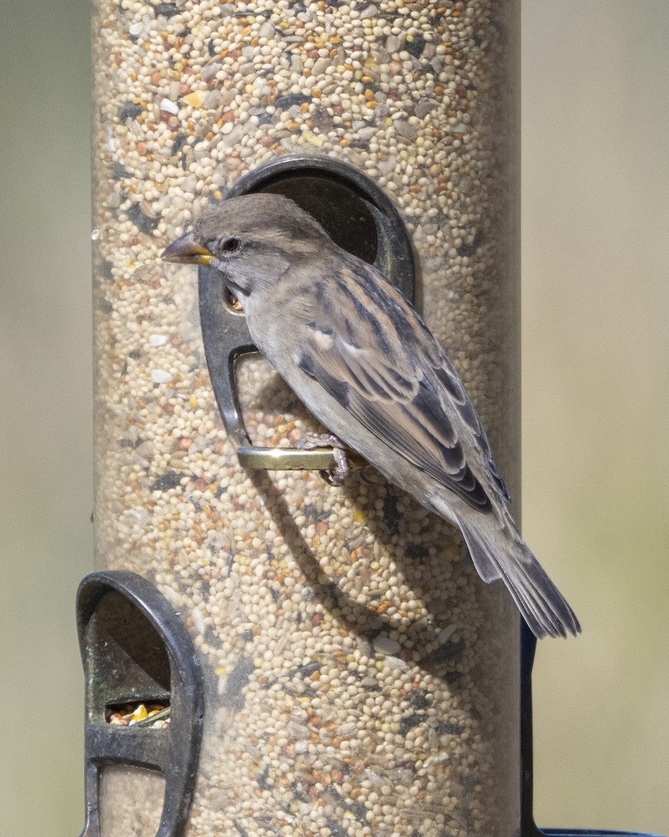 House Sparrow - ML642936789