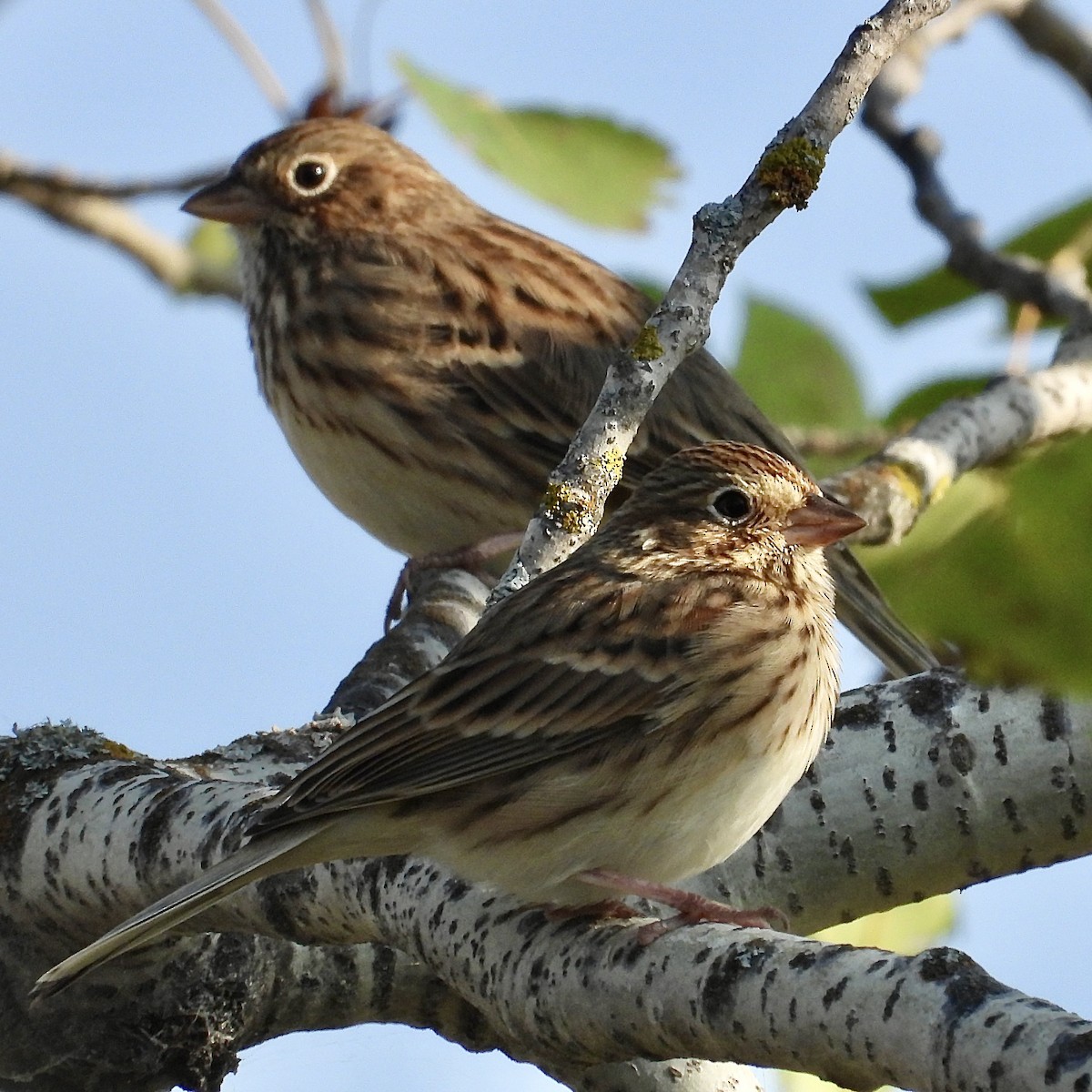 Vesper Sparrow - ML642936807