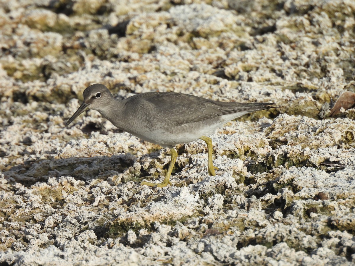 Wandering Tattler - ML642936808