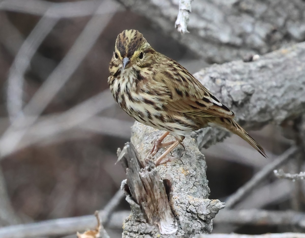 Savannah Sparrow - ML642936809