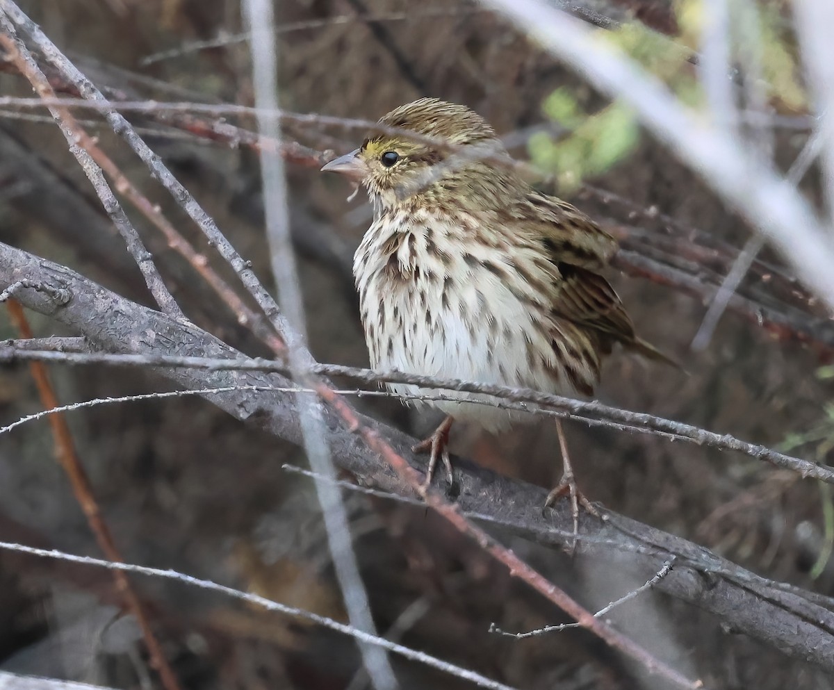 Savannah Sparrow - ML642936810