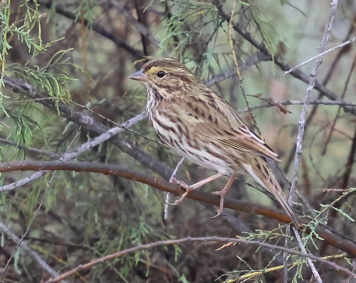 Savannah Sparrow - ML642936811