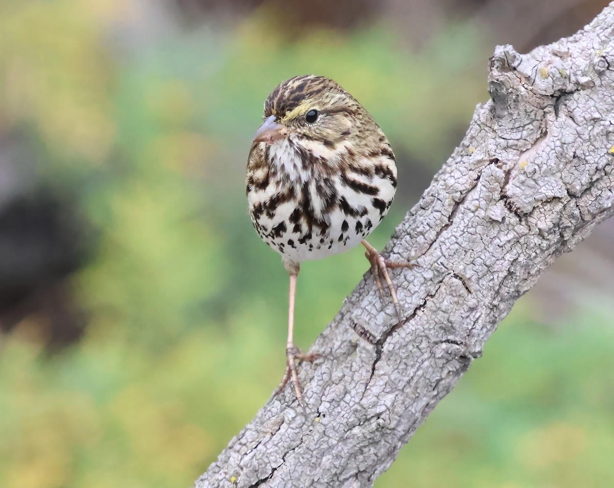 Savannah Sparrow - ML642936812