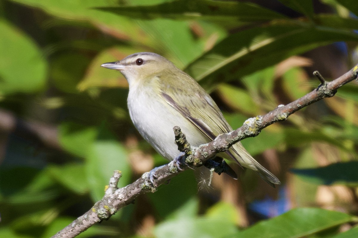 Red-eyed Vireo - ML642936813