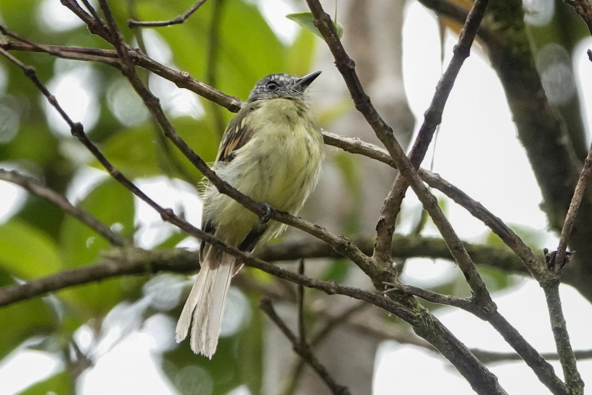 Slaty-capped Flycatcher - ML642936815