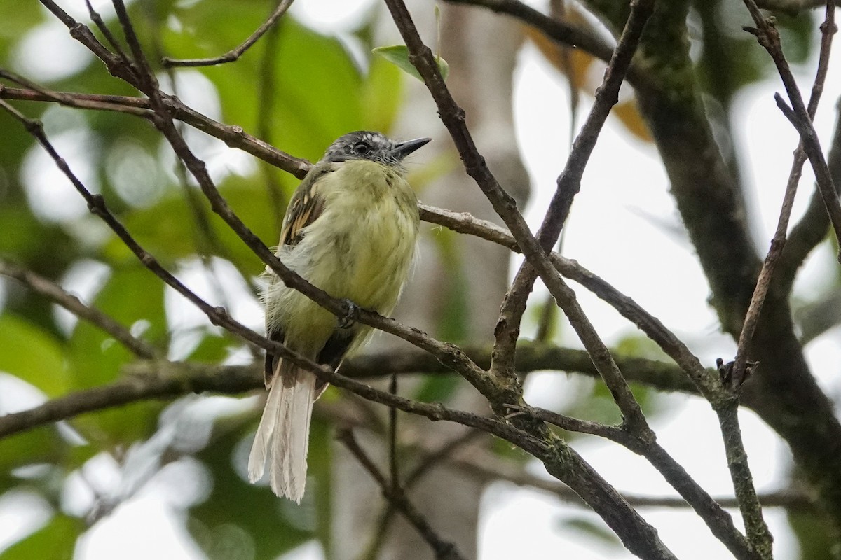 Slaty-capped Flycatcher - ML642936816