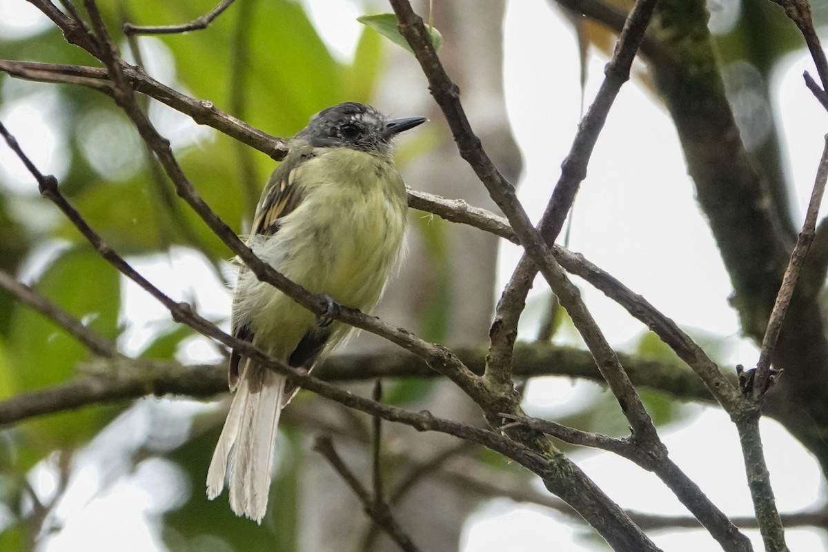 Slaty-capped Flycatcher - ML642936817