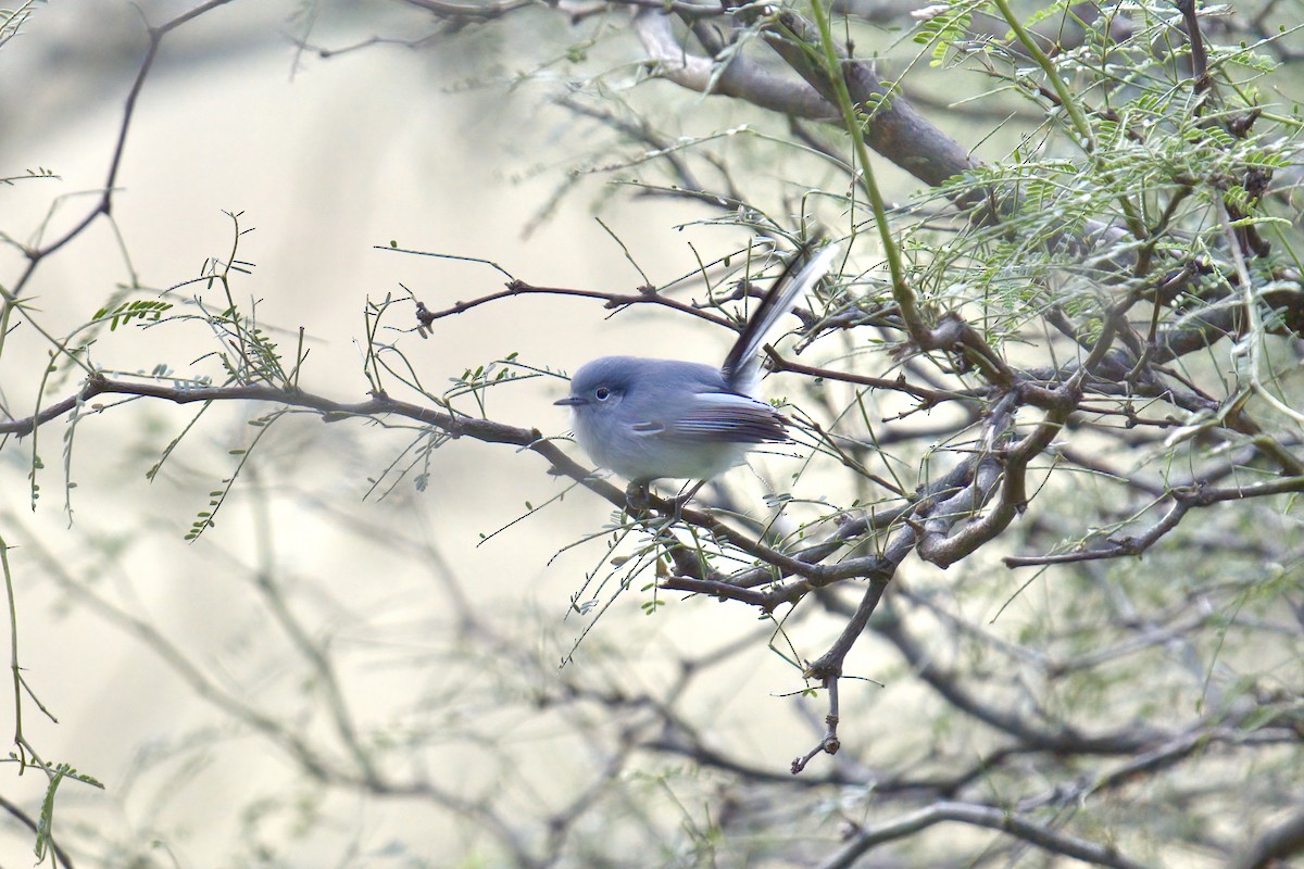 Masked Gnatcatcher - ML642936819