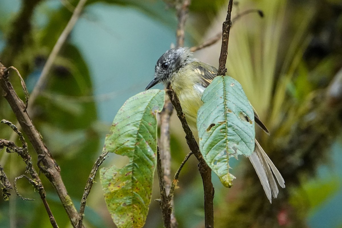 Slaty-capped Flycatcher - ML642936820