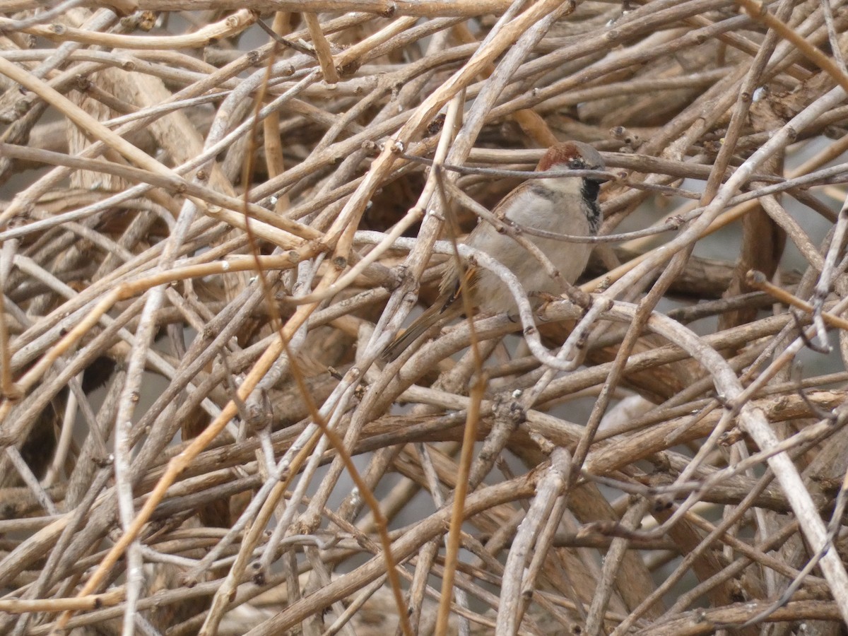 American Tree Sparrow - ML642936821