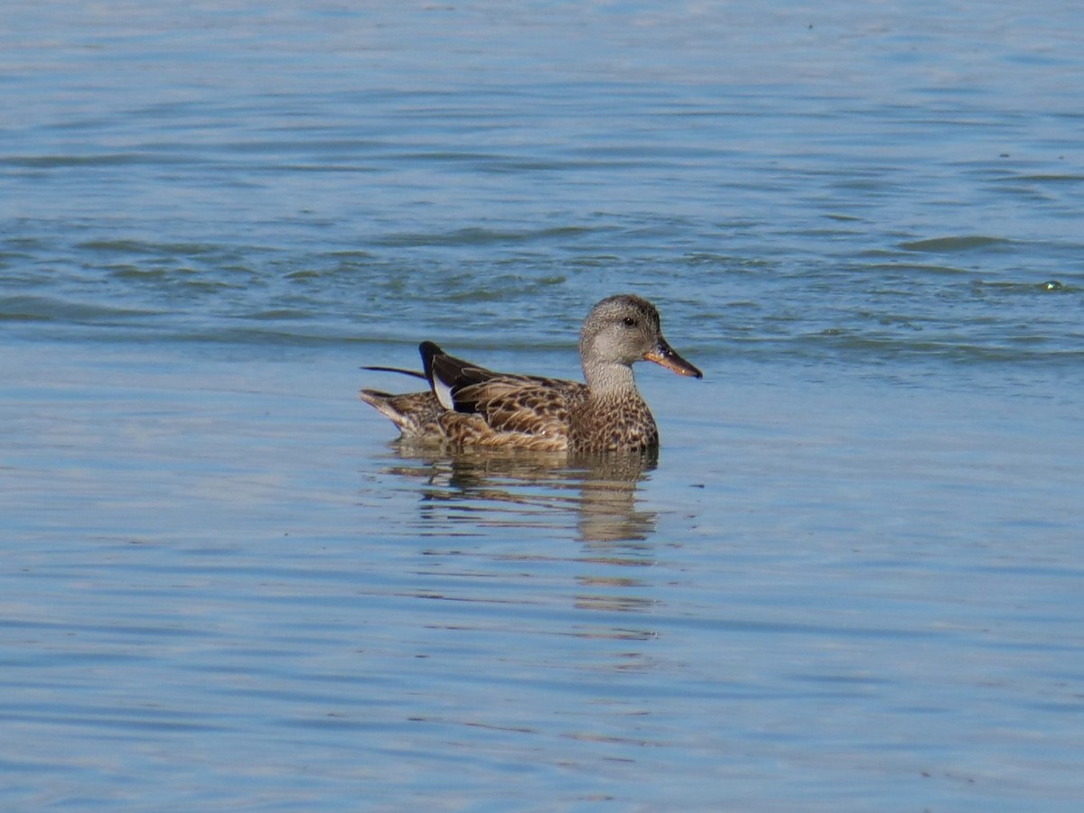 Gadwall - ML642936822