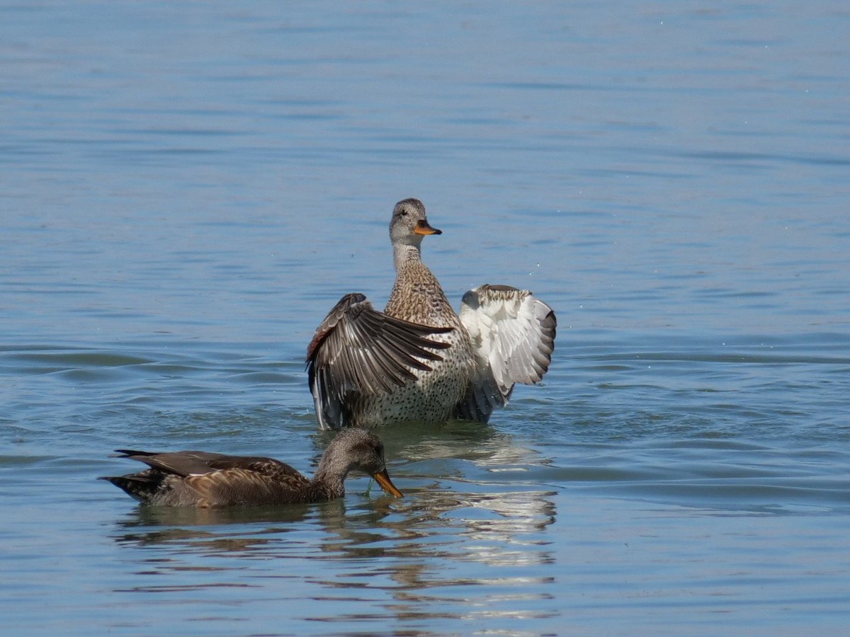 Gadwall - ML642936823