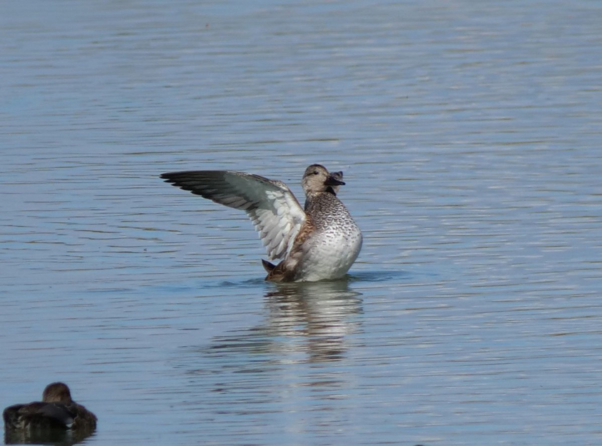 Gadwall - ML642936824