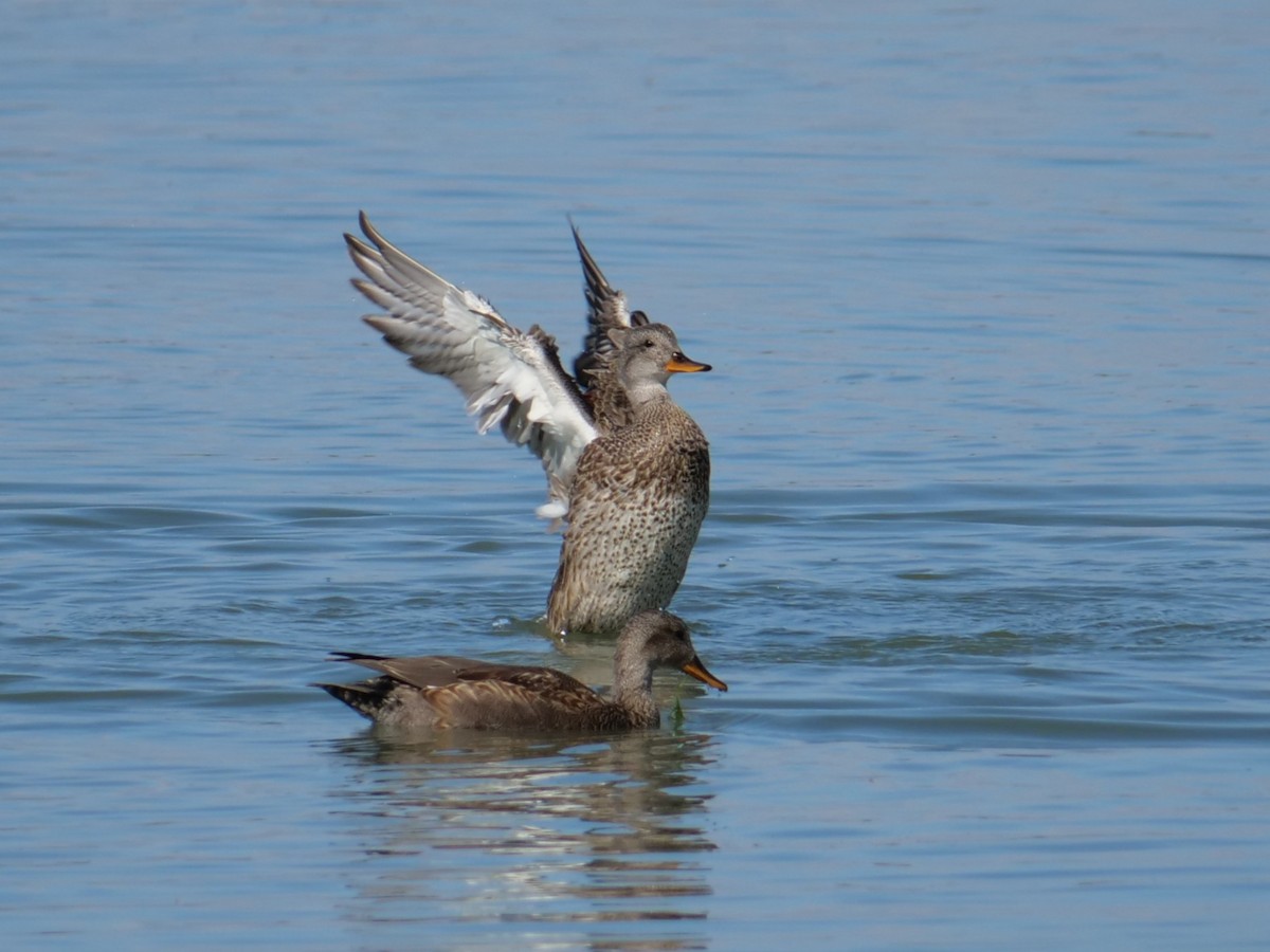 Gadwall - ML642936825