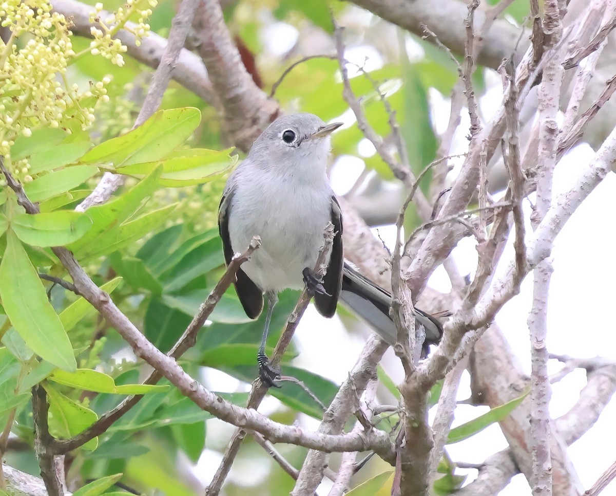 Blue-gray Gnatcatcher - ML642936826