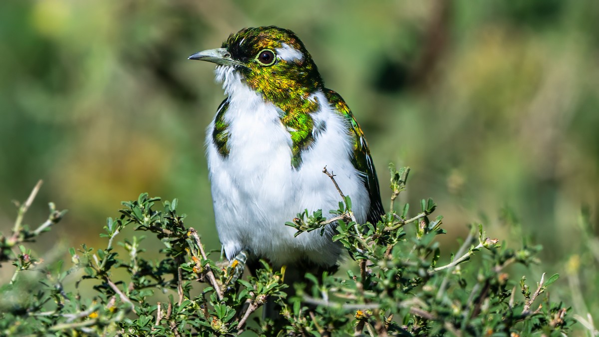 Klaas's Cuckoo - ML642936827