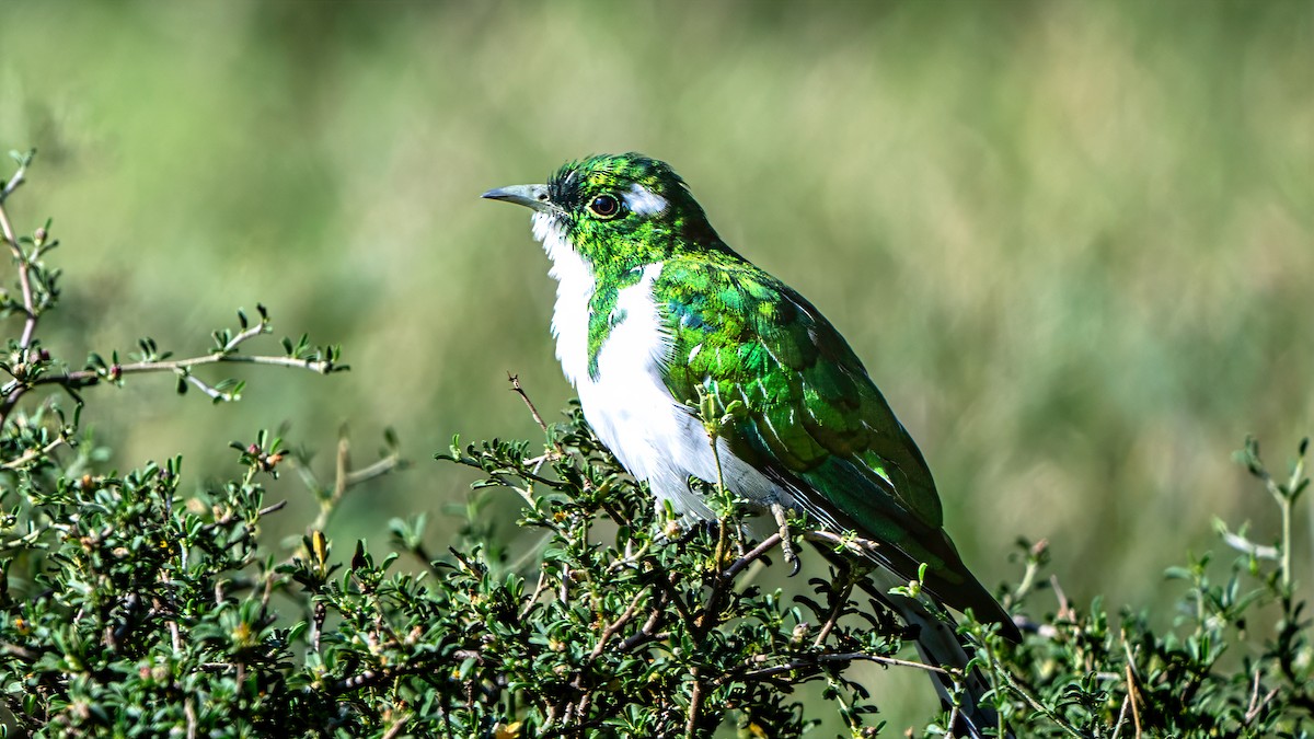 Klaas's Cuckoo - ML642936828