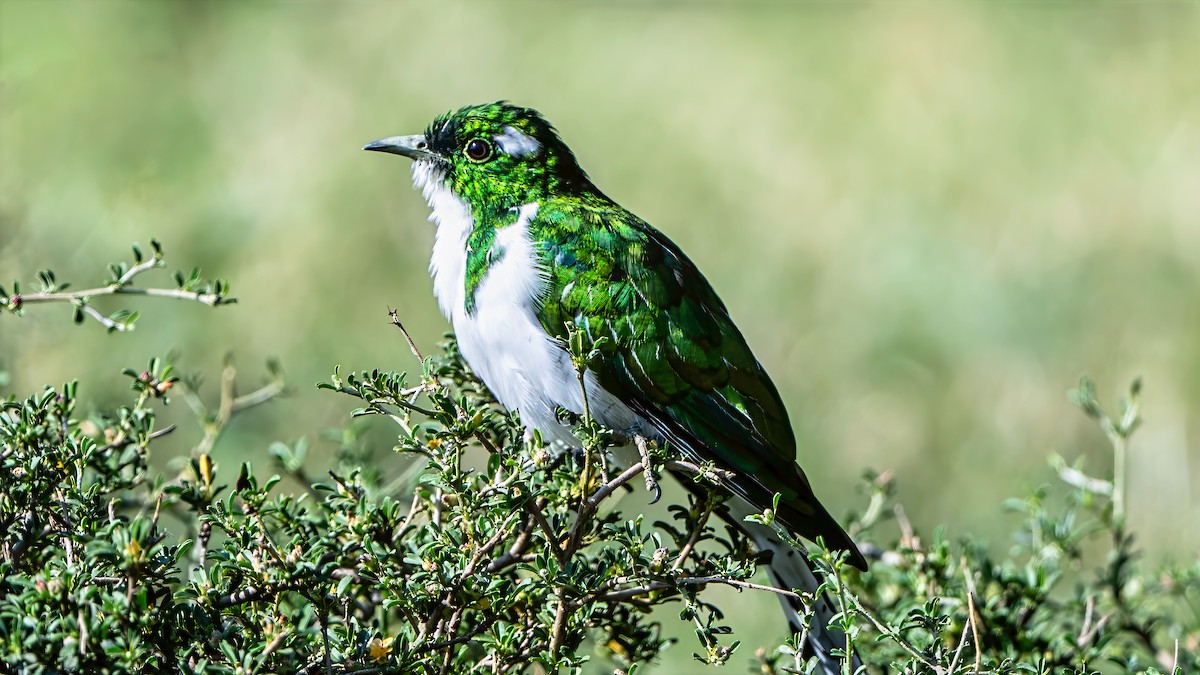Klaas's Cuckoo - ML642936829