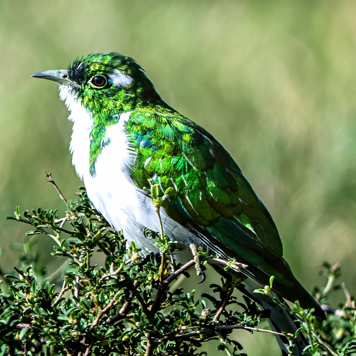 Klaas's Cuckoo - ML642936830