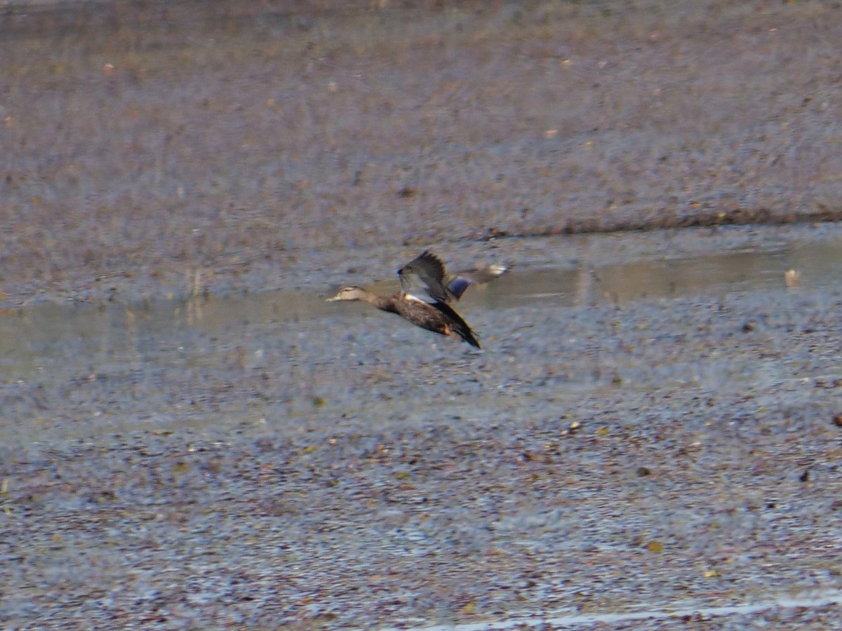 American Black Duck - ML642936831