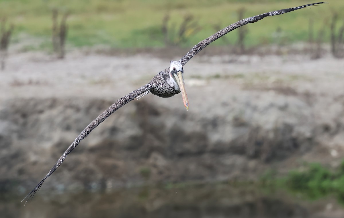 Brown Pelican - ML642936834