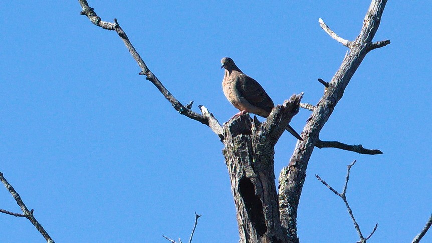 Mourning Dove - ML642936835