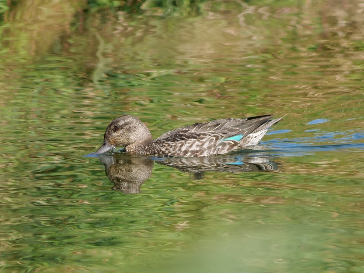 Green-winged Teal - ML642936836
