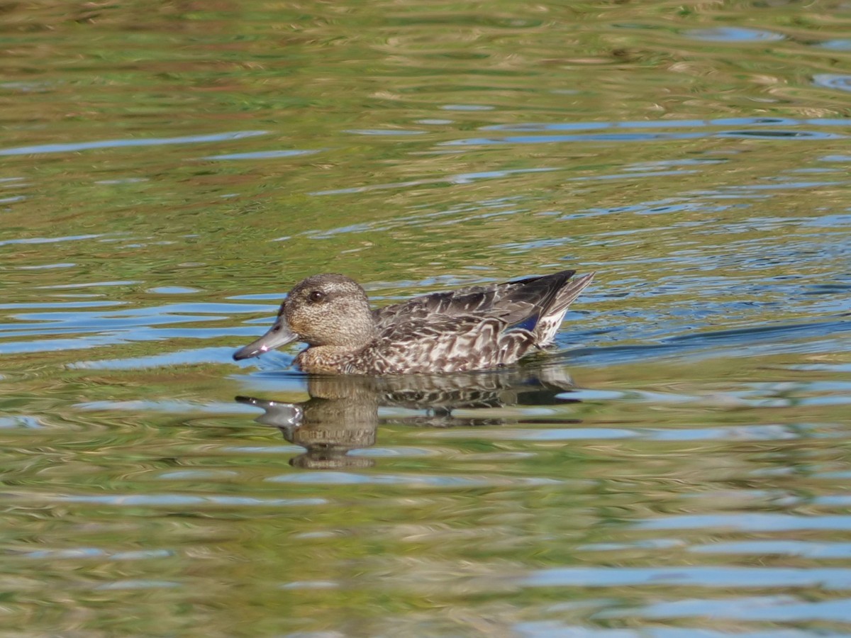 Green-winged Teal - ML642936841