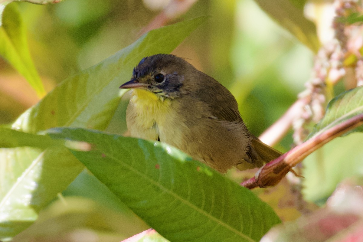 Common Yellowthroat - ML642936842
