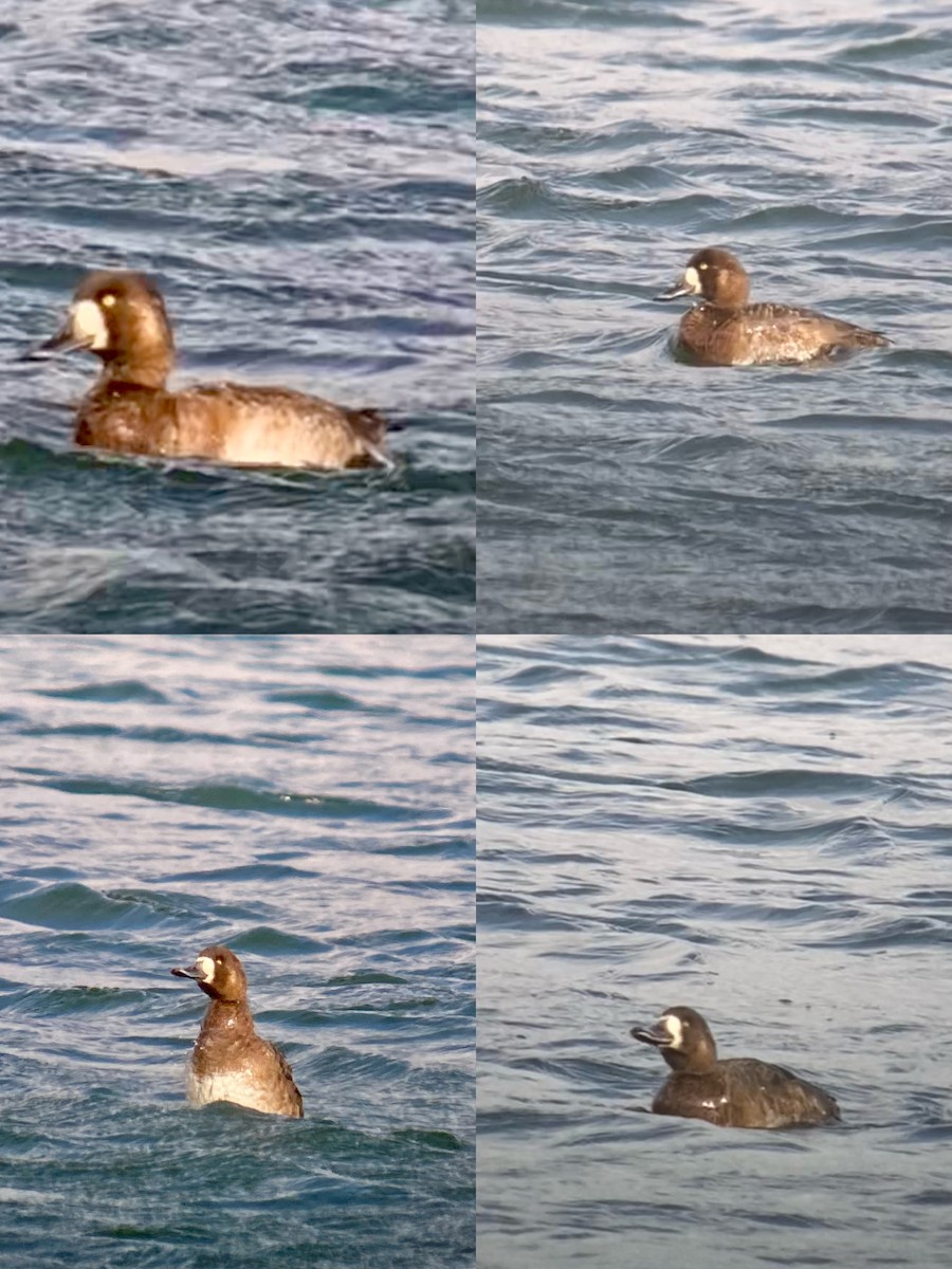 Greater Scaup - ML642936843