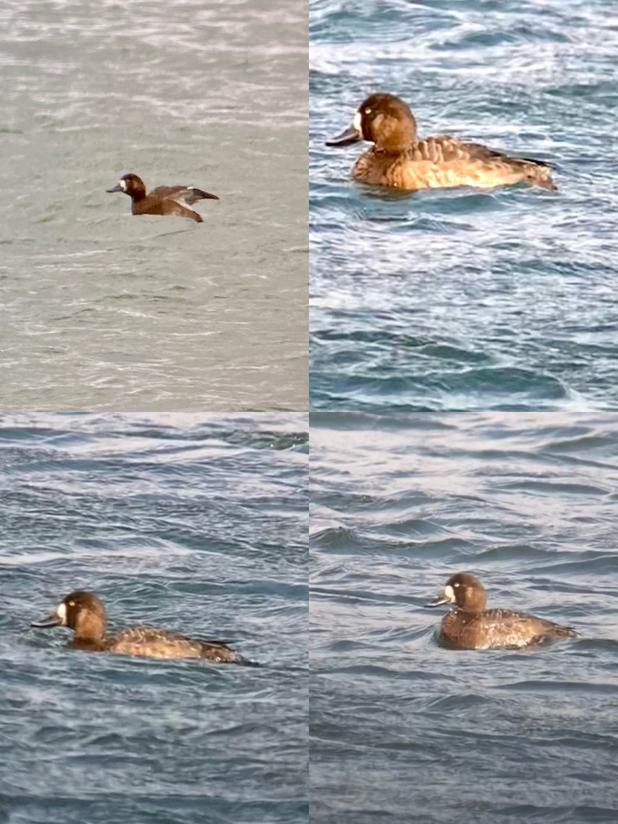 Greater Scaup - ML642936844