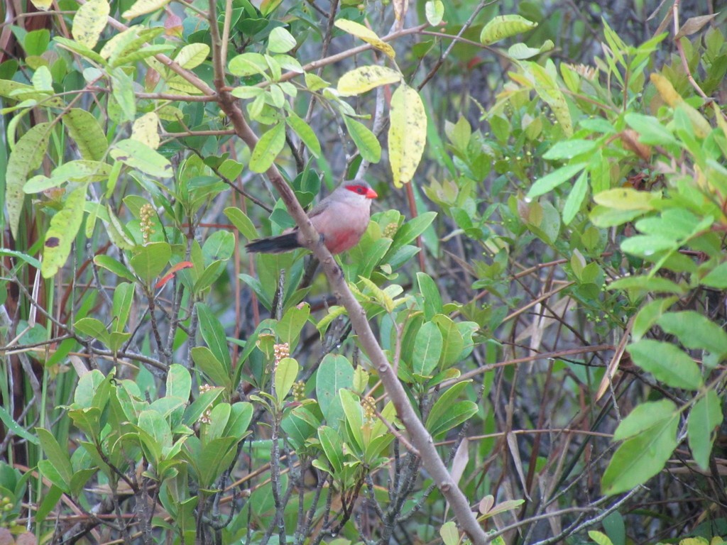 Common Waxbill - ML642936845