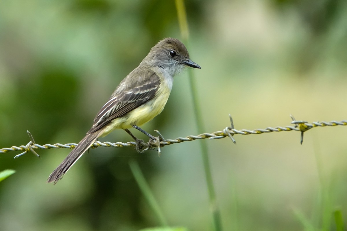 Pale-edged Flycatcher - ML642936849