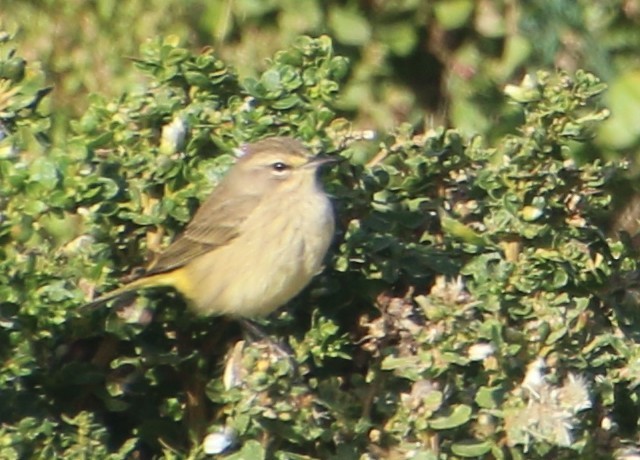 Palm Warbler - ML642936853