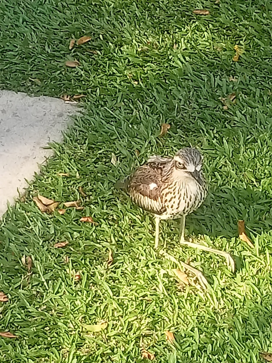 Bush Thick-knee - ML642936883