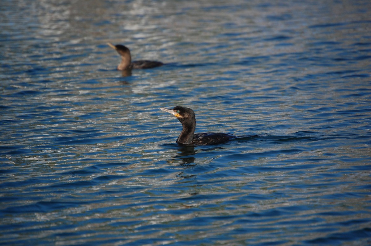Neotropic Cormorant - ML642936892