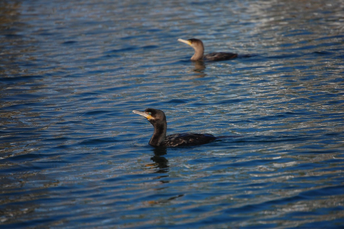 Neotropic Cormorant - ML642936893