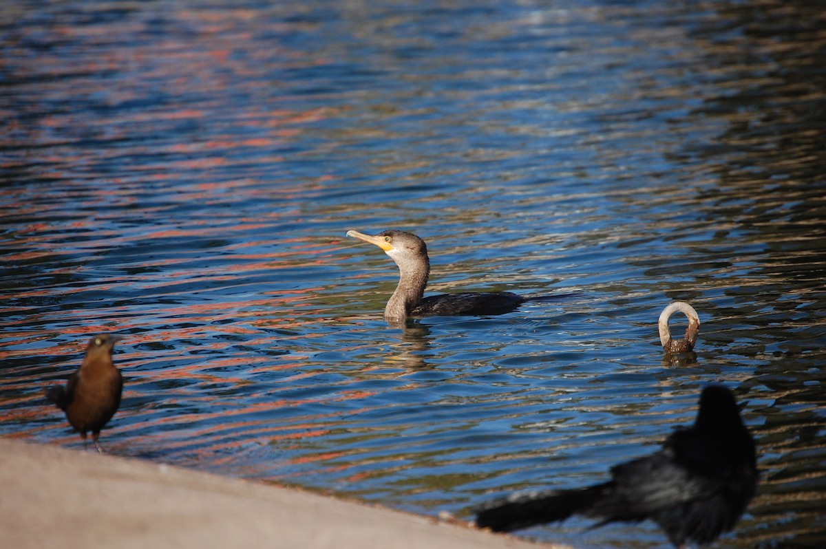 Neotropic Cormorant - ML642936897