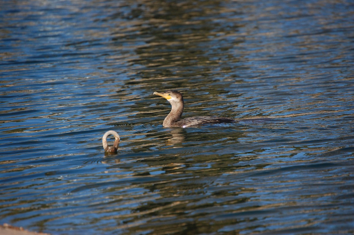 Neotropic Cormorant - ML642936898
