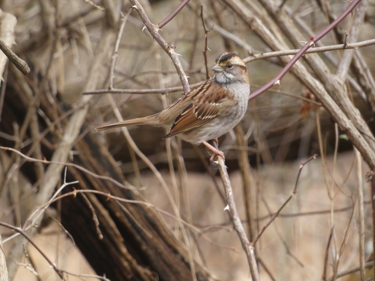 White-throated Sparrow - ML642936914