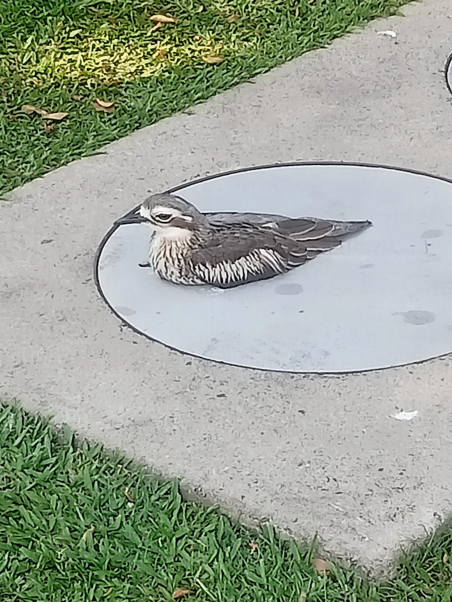 Bush Thick-knee - ML642936920