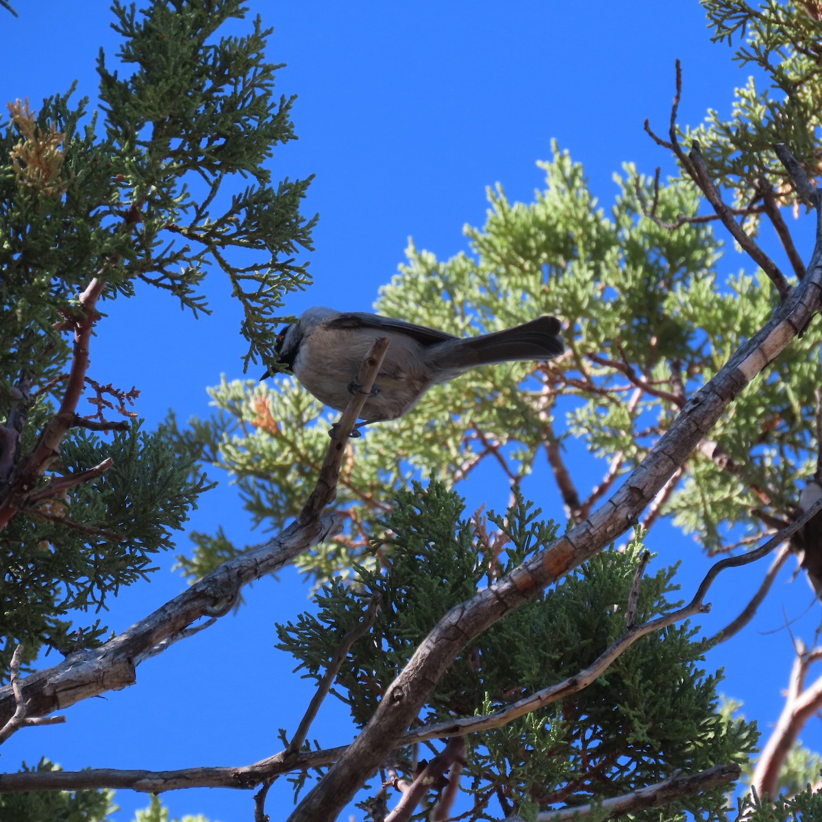 Mountain Chickadee (Rocky Mts.) - ML642936940